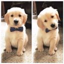 Mundo de las mascotas